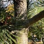 Pinus heldreichii Bark