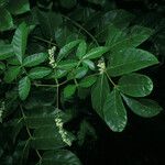 Paullinia pinnata Інше