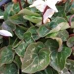 Cyclamen persicum পাতা