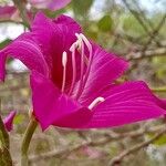 Bauhinia variegata 花