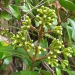 Eugenia uniflora Fruit