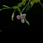 Canscora diffusa Hábito