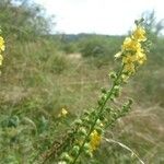 Agrimonia eupatoria 花