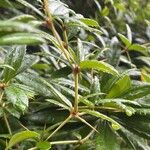 Berberis julianae 树皮