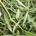 Distimake aegyptius पत्ता