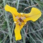 Cypella herbertii Flower