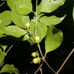 Cassipourea elliptica Gyümölcs