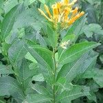 Cestrum parqui ᱛᱟᱦᱮᱸ