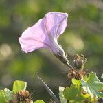 Ipomoea ficifolia Fleur