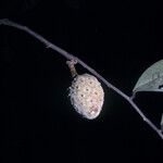 Duguetia calycina Fruchs