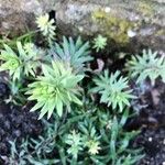 Petrosedum forsterianum Blad