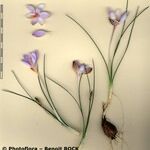 Crocus cambessedesii Інше