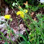 Crepis capillaris Flower