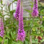 Veronica spicata Flower