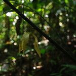 Neostenanthera neurosericea Flower