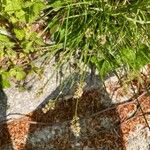 Carex muricata Blodyn