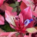 Ceratostigma plumbaginoides Fruit