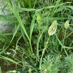 Phalaris minor পাতা