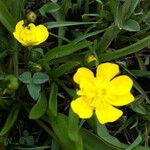 Ranunculus alismifolius Flower