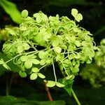 Hydrangea arborescens Квітка