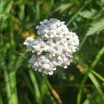 Achillea millefolium花