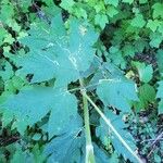 Heracleum lanatum Листок