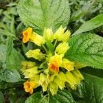 Chrysothemis friedrichsthalianaFlower