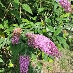 Buddleja davidii Flower