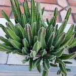 Stapelia grandiflora Leaf