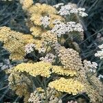 Achillea tomentosa Kvet