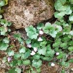 Cymbalaria muralis Leaf