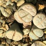 Lithops spp. 整株植物