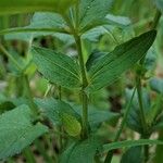 Viola elatior Leaf