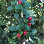 Cotoneaster dielsianus ഫലം