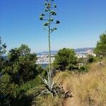 Agave asperrima Leaf