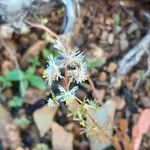 Reseda media Flower