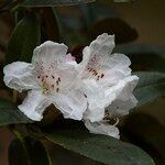 Rhododendron adenogynum Flower