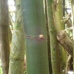 Bambusa vulgaris बार्क (छाल)