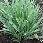 Galanthus elwesii Habit