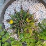 Ferocactus herrerae Frutto