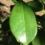 Psidium cattleyanum Leaf