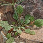 Eriogonum thomasii Habitat
