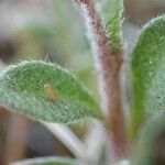 Alyssum alyssoides Хабит