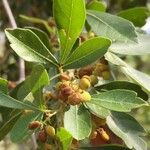 Searsia gueinzii Fruit