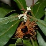 Pittosporum echinatum Fruit