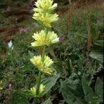 Gentiana × marcailhouana Other