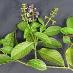 Palicourea brachiata その他の提案