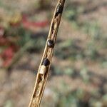 Glaucium flavum Fruit