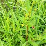 Ludwigia erecta 葉