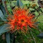 Combretum constrictum ফুল